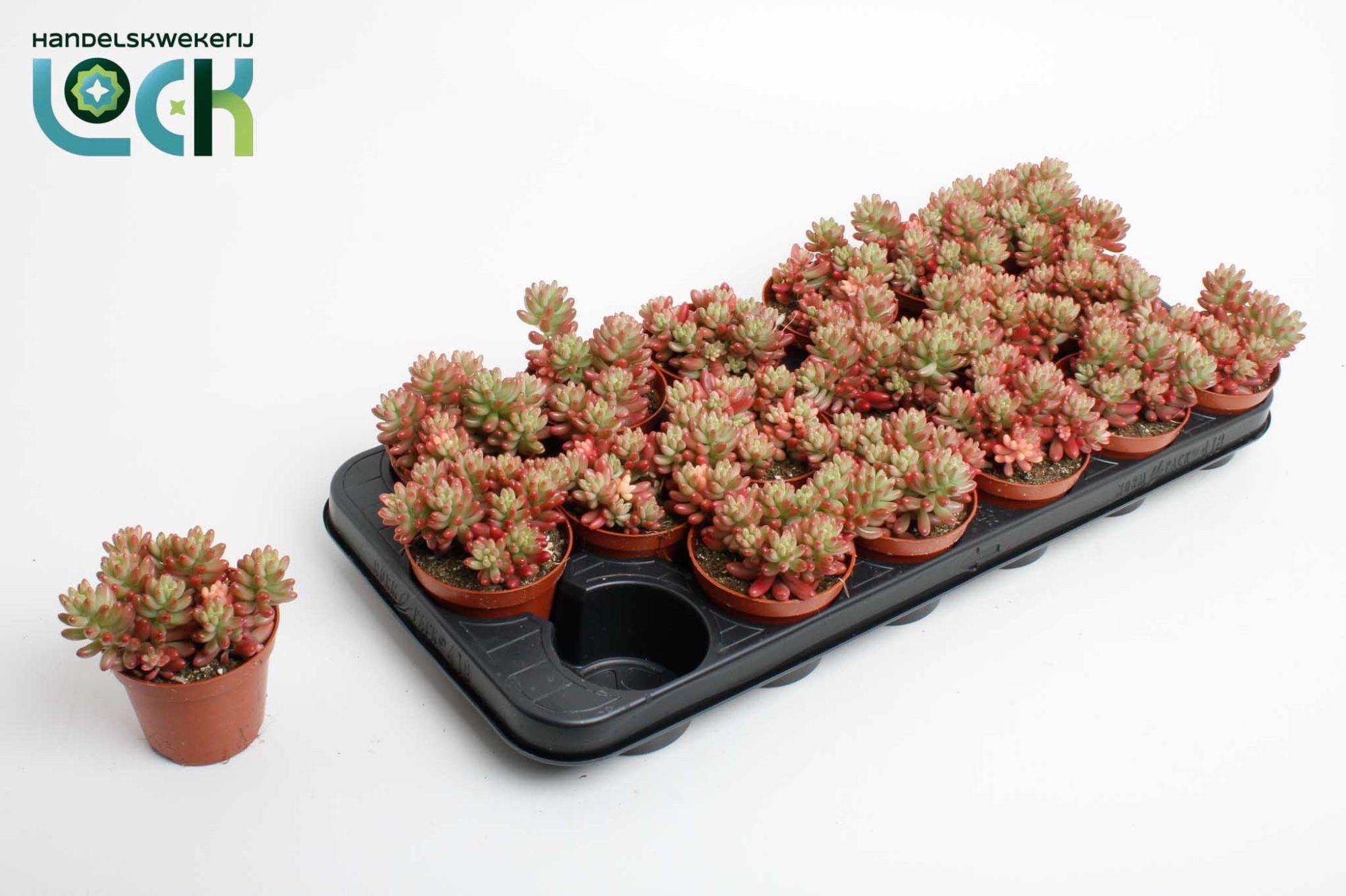 Горшечные цветы и растения оптом Sedum Rubrotinctum Aurora от 18шт (для телеги) из Голландии с доставкой по России
