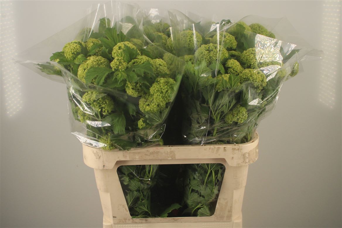 Срезанные цветы оптом Viburnum roseum от 50шт из Голландии с доставкой по России