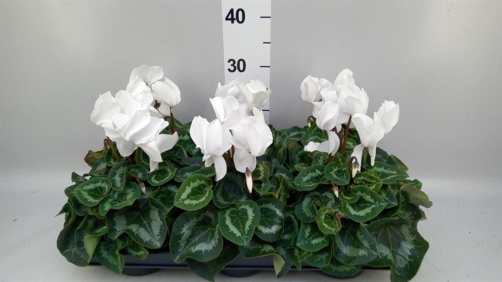 Горшечные цветы и растения оптом Cyclamen Gr mammoth от 6шт (для телеги) из Голландии с доставкой по России