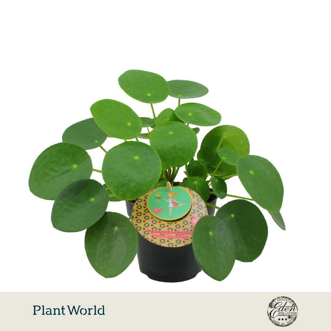 Горшечные цветы и растения оптом Pilea Peperomioides A от 8шт из Голландии с доставкой по России