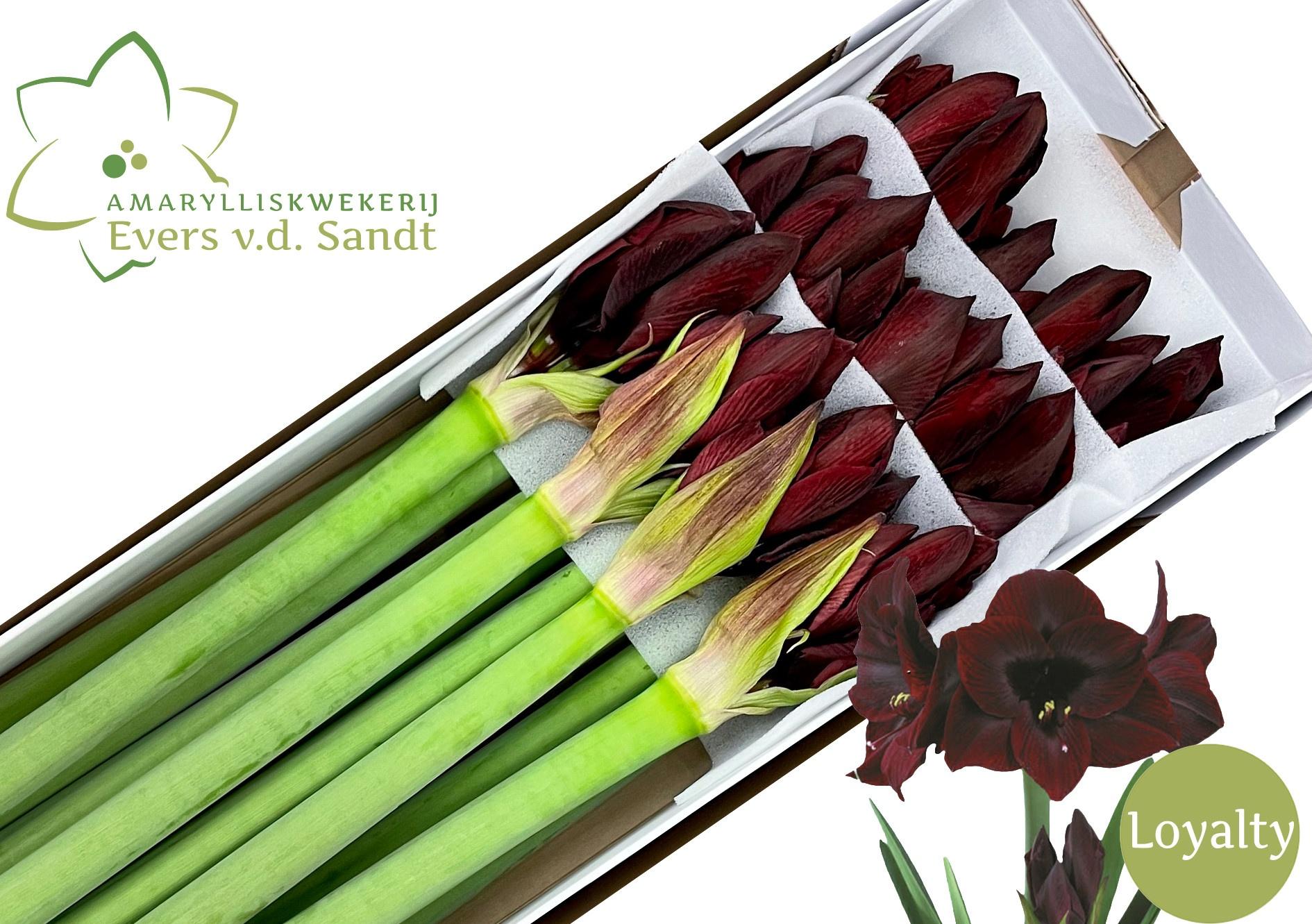 Срезанные цветы оптом Hippeastrum loyalty от 12шт из Голландии с доставкой по России