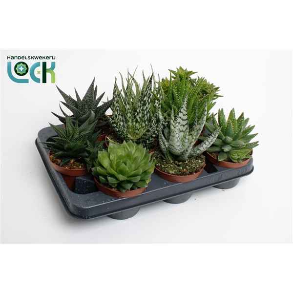 Горшечные цветы и растения оптом Aloe-haworthia Mix от 9шт из Голландии с доставкой по России