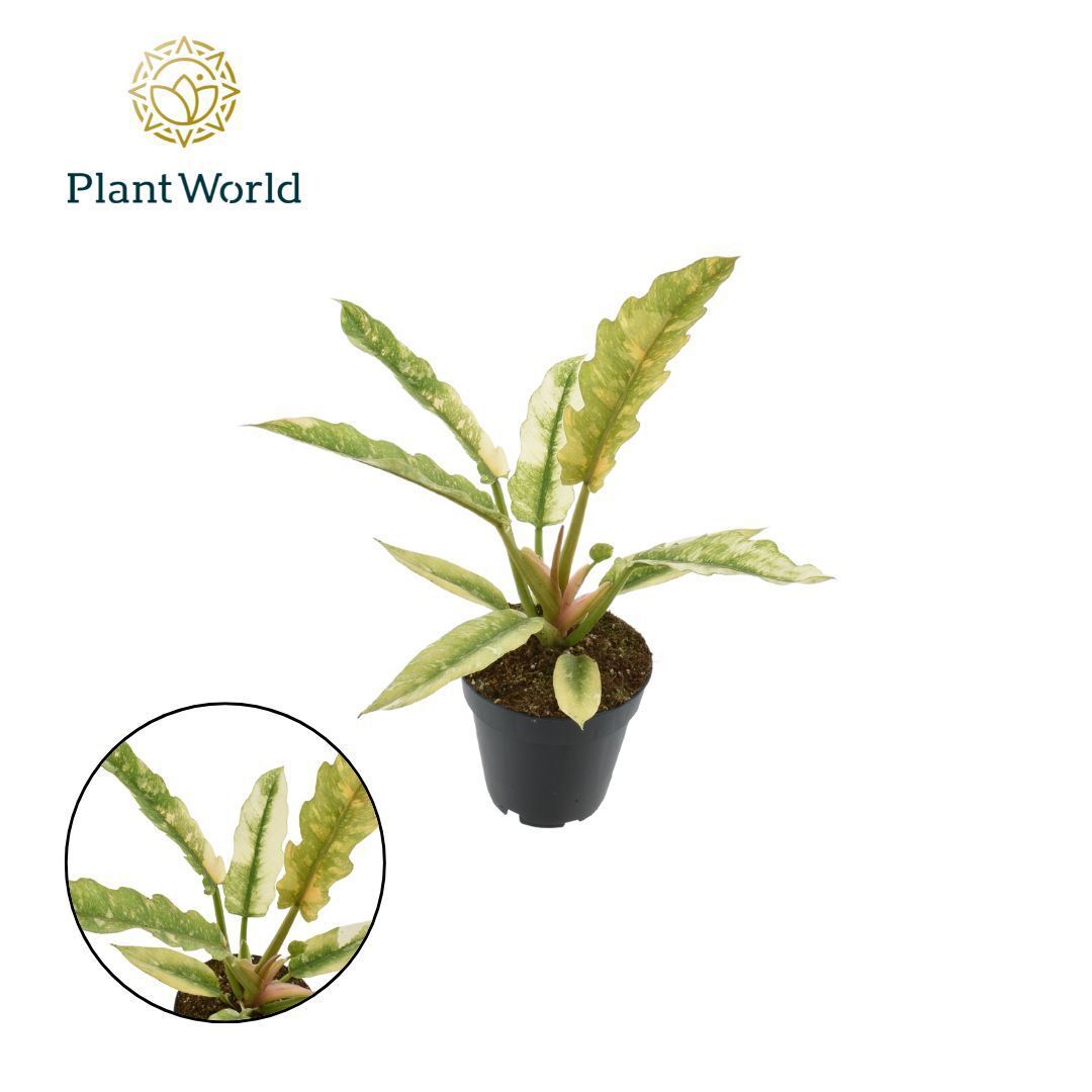 Горшечные цветы и растения оптом Philodendron Narrow Ring Of Fire от 10шт из Голландии с доставкой по России