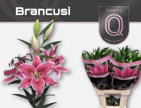 Срезанные цветы оптом Lilium or brancusi от 40шт из Голландии с доставкой по России