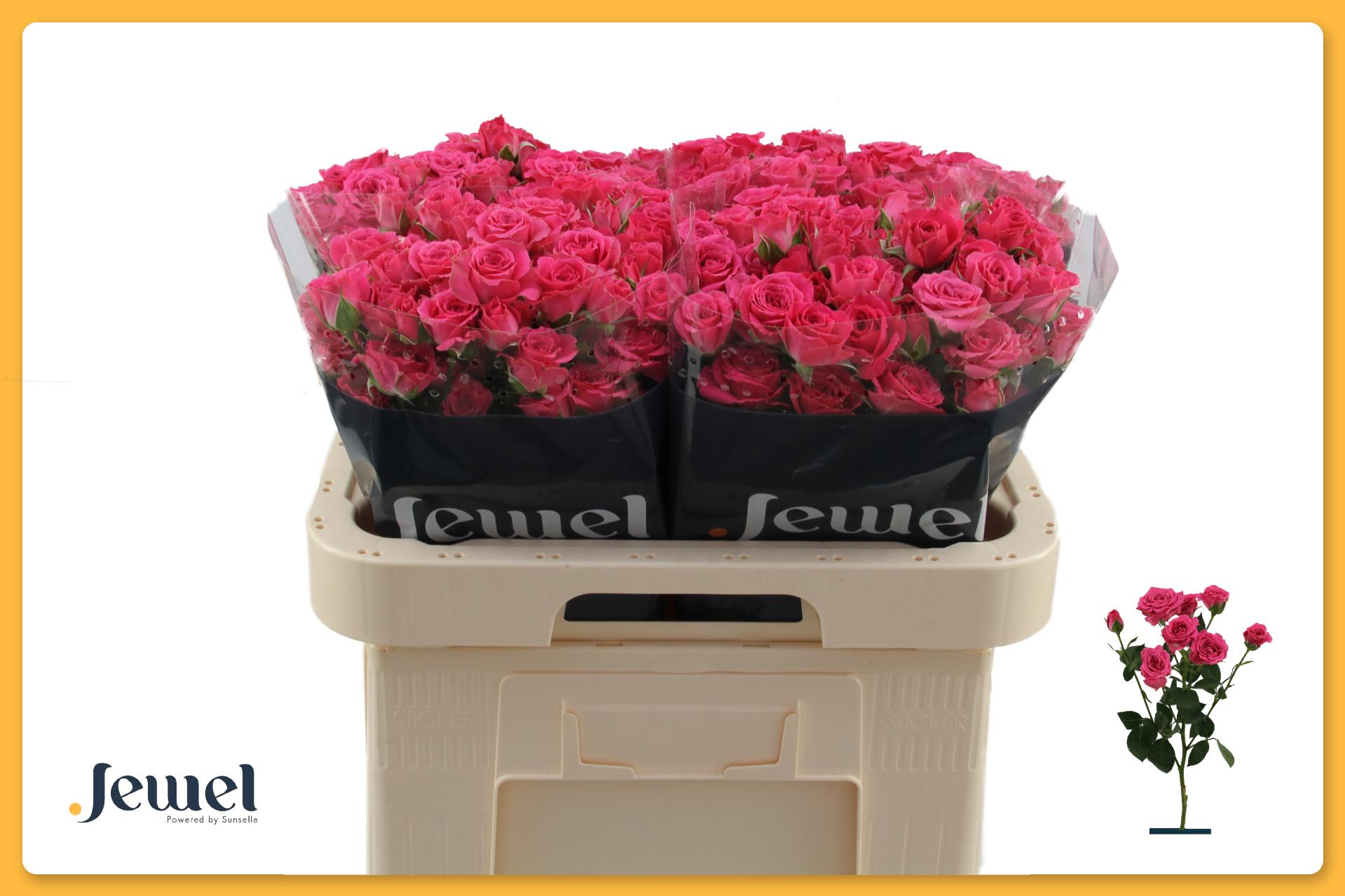 Срезанные цветы оптом Rosa spray lovely lydia от 50шт из Голландии с доставкой по России