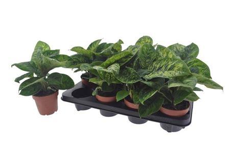 Горшечные цветы и растения оптом Homal Camouflage от 7шт из Голландии с доставкой по России