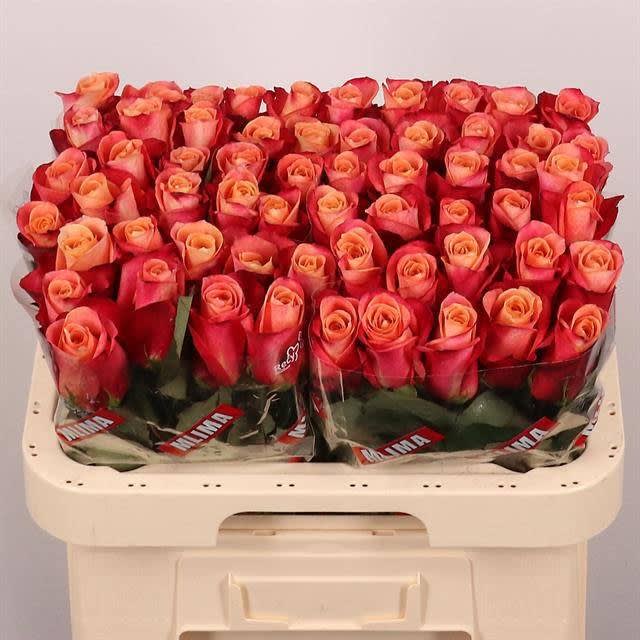 Срезанные цветы оптом Rosa large helene от 60шт. из Голландии с доставкой по России