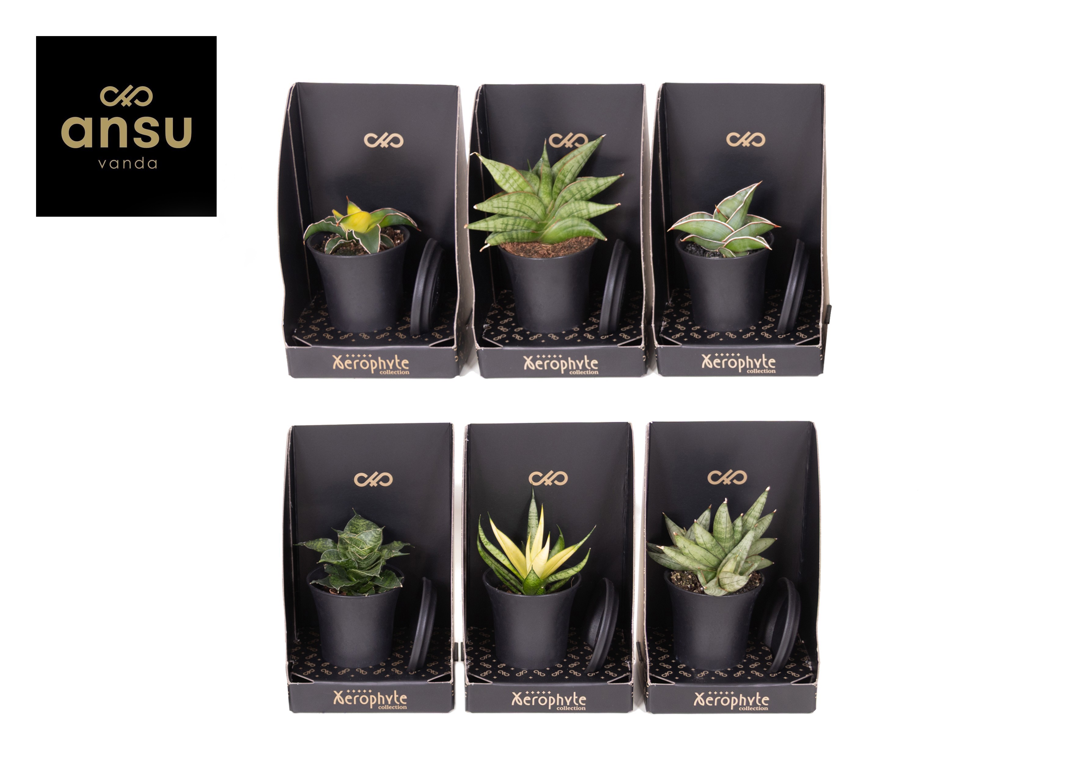 Горшечные цветы и растения оптом Xerophyte Collection - Sansevieria Mix от 6шт (для телеги) из Голландии с доставкой по России