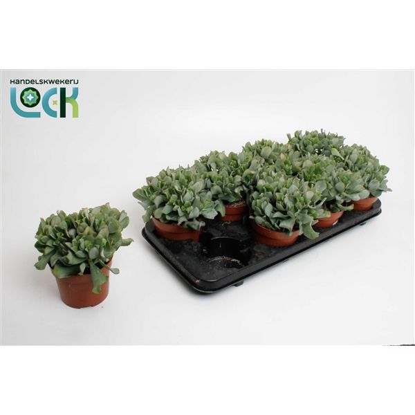 Горшечные цветы и растения оптом Crassula Arborensis Cristaat от 6шт из Голландии с доставкой по России