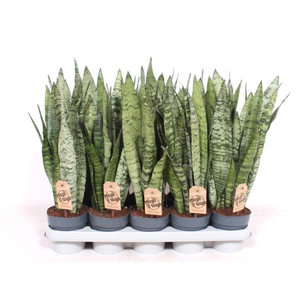 Горшечные цветы и растения оптом Sansevieria Zeylanica Xl от 10шт из Голландии с доставкой по России