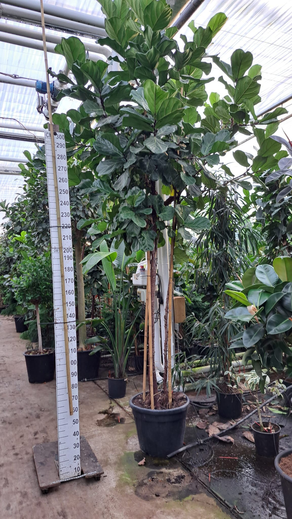Горшечные цветы и растения оптом Ficus Lyrata Trio Stam Xxxl от 1шт из Голландии с доставкой по России