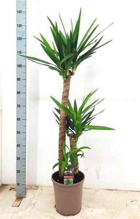 Горшечные цветы и растения оптом Yucca 90-45-20 Cm от 1шт из Голландии с доставкой по России