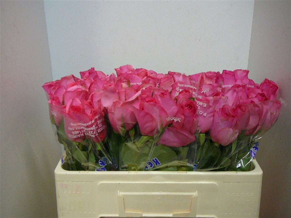 Срезанные цветы оптом Rosa large celestia от 500шт из Голландии с доставкой по России