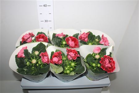 Горшечные цветы и растения оптом Sinn Sonata Red от 6шт (для телеги) из Голландии с доставкой по России