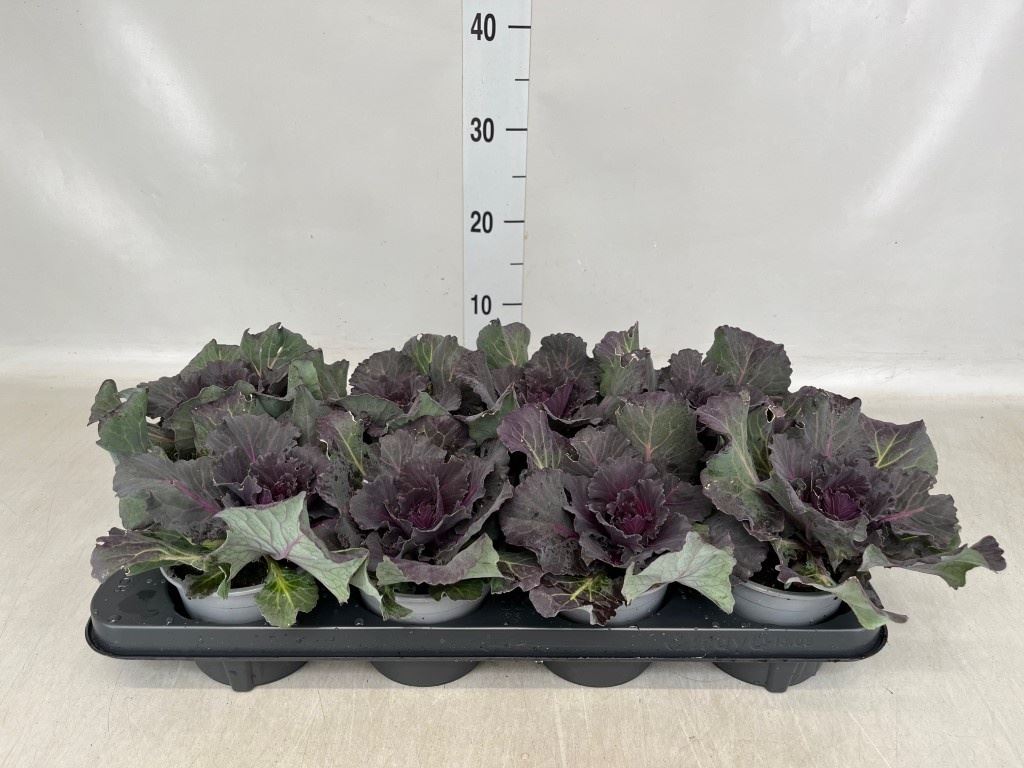 Горшечные цветы и растения оптом Brassica Oler. от 8шт из Голландии с доставкой по России