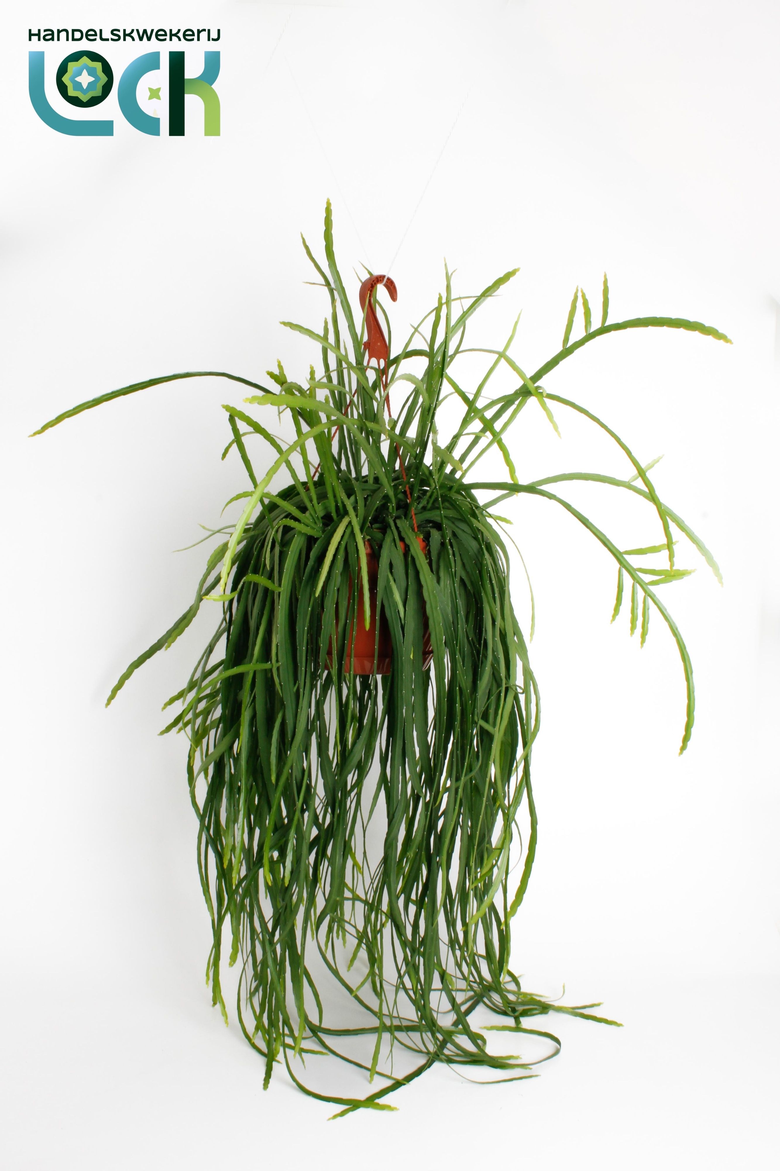 Горшечные цветы и растения оптом Lepismium Bolivianum от 3шт из Голландии с доставкой по России