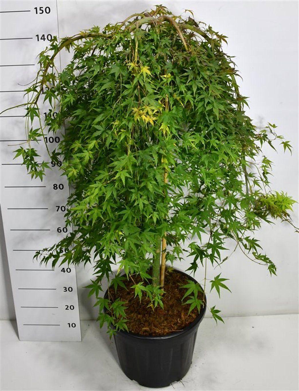 Горшечные цветы и растения оптом Acer Palm Ryusen от 1шт из Голландии с доставкой по России