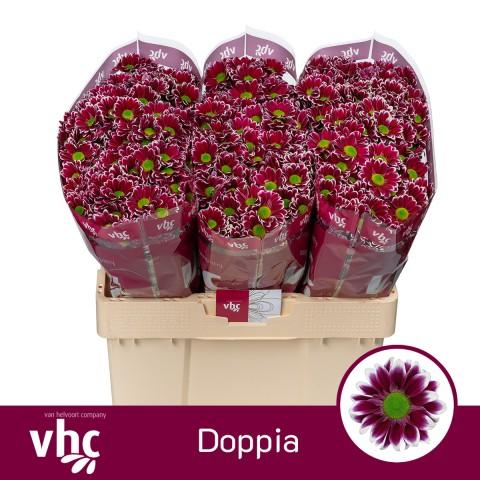 Срезанные цветы оптом Chrys sa doppia от 75шт из Голландии с доставкой по России