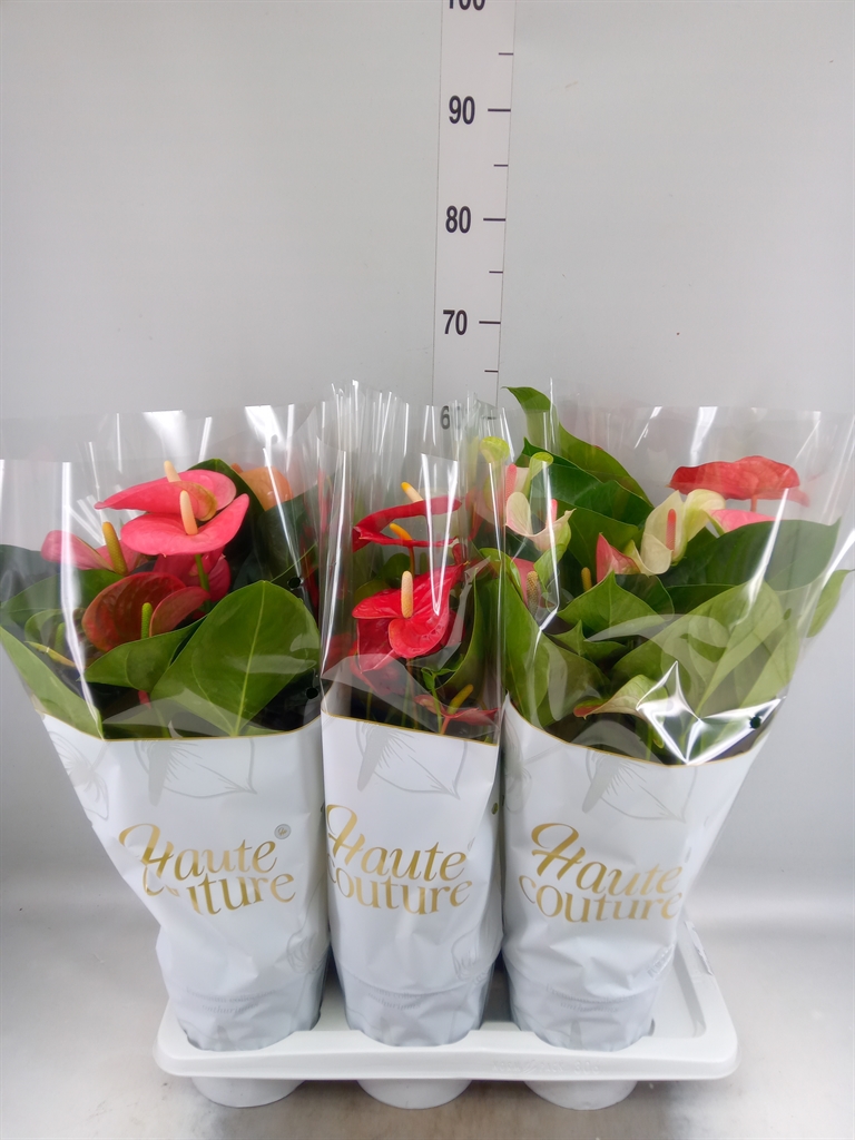 Горшечные цветы и растения оптом Anthurium Andr.   ...mix  3 от 6шт из Голландии с доставкой по России