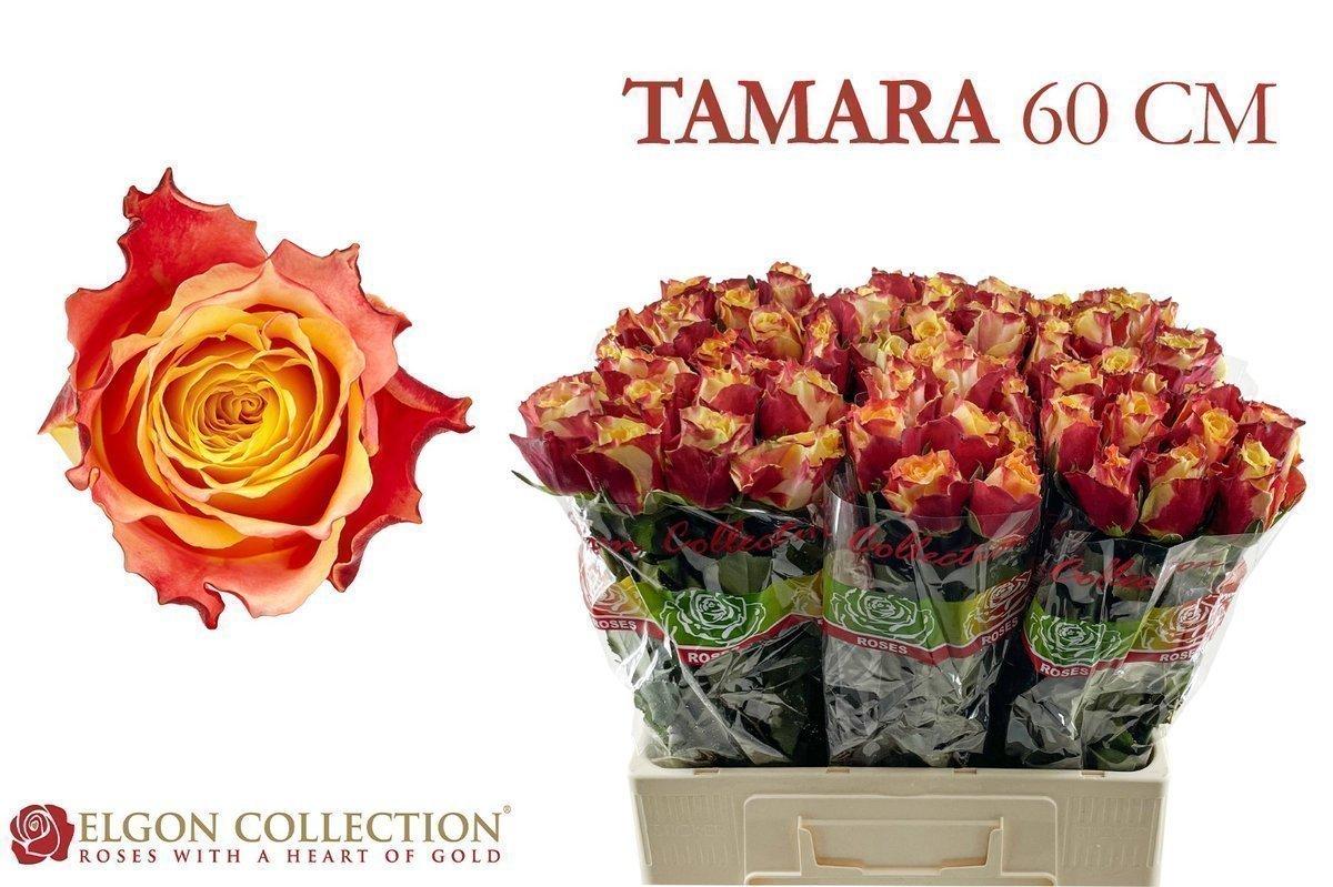 Срезанные цветы оптом Rosa large tamara от 220шт из Голландии с доставкой по России