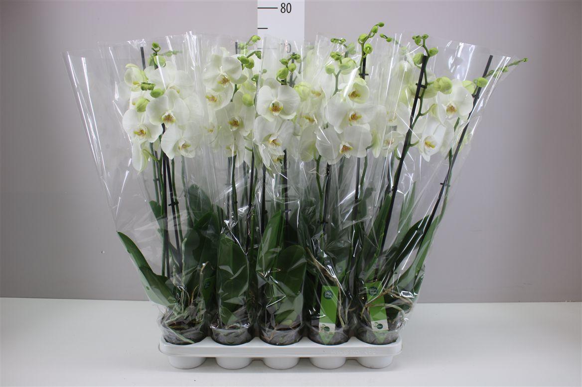 Горшечные цветы и растения оптом Phal Wit 2 Tak от 10шт' из Голландии с доставкой по России