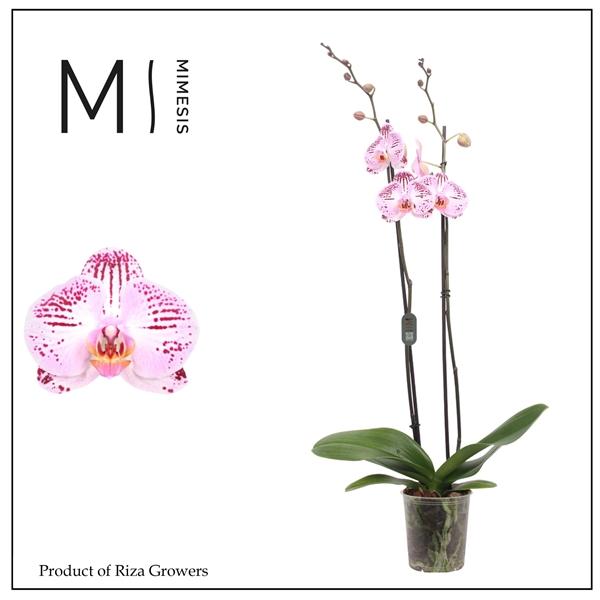 Горшечные цветы и растения оптом Phalaenopsis Cassie 2 Spike - 12cm | Mimesis от 10шт из Голландии с доставкой по России