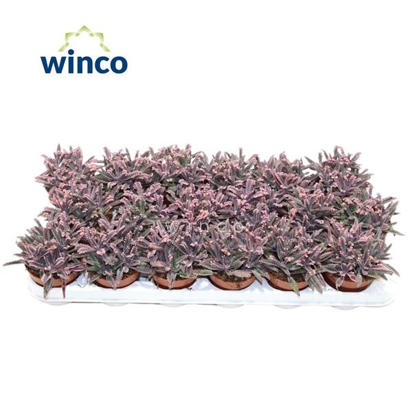 Горшечные цветы и растения оптом Kalanchoe Pink Butterfly (group) от 18шт (для телеги) из Голландии с доставкой по России