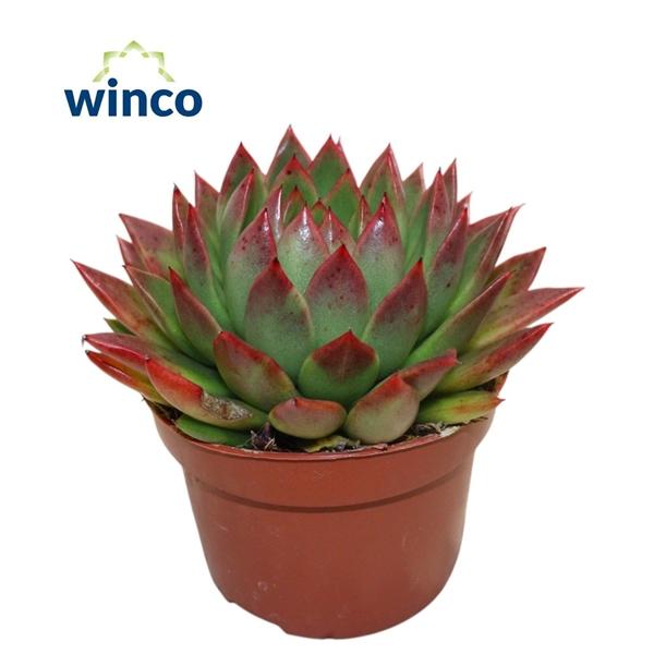 Горшечные цветы и растения оптом Echeveria Agavoides Red от 10шт из Голландии с доставкой по России