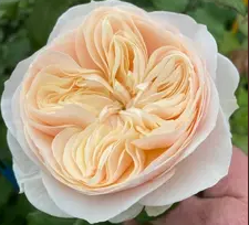 Срезанные цветы оптом Rosa la freya gardens! от 20шт из Голландии с доставкой по России