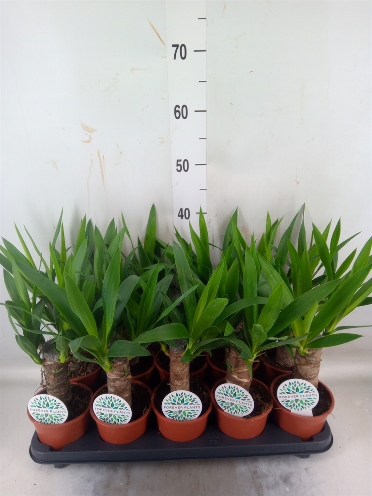 Горшечные цветы и растения оптом Yucca   ... от 10шт из Голландии с доставкой по России