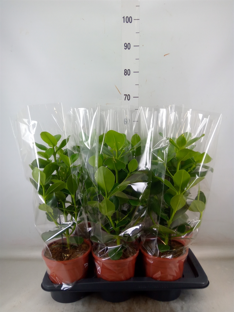 Горшечные цветы и растения оптом Clusia Princess от 6шт из Голландии с доставкой по России