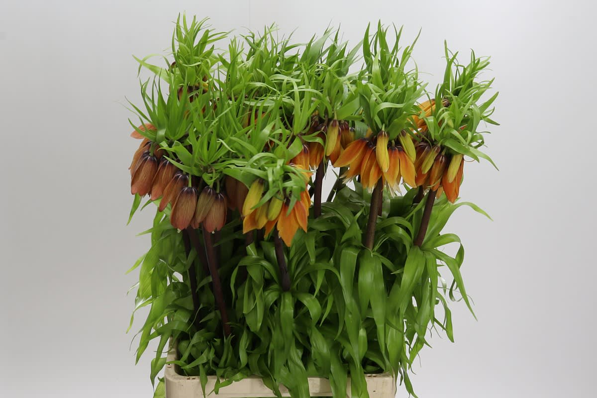 Срезанные цветы оптом Fritillaria imperialis от 25шт из Голландии с доставкой по России