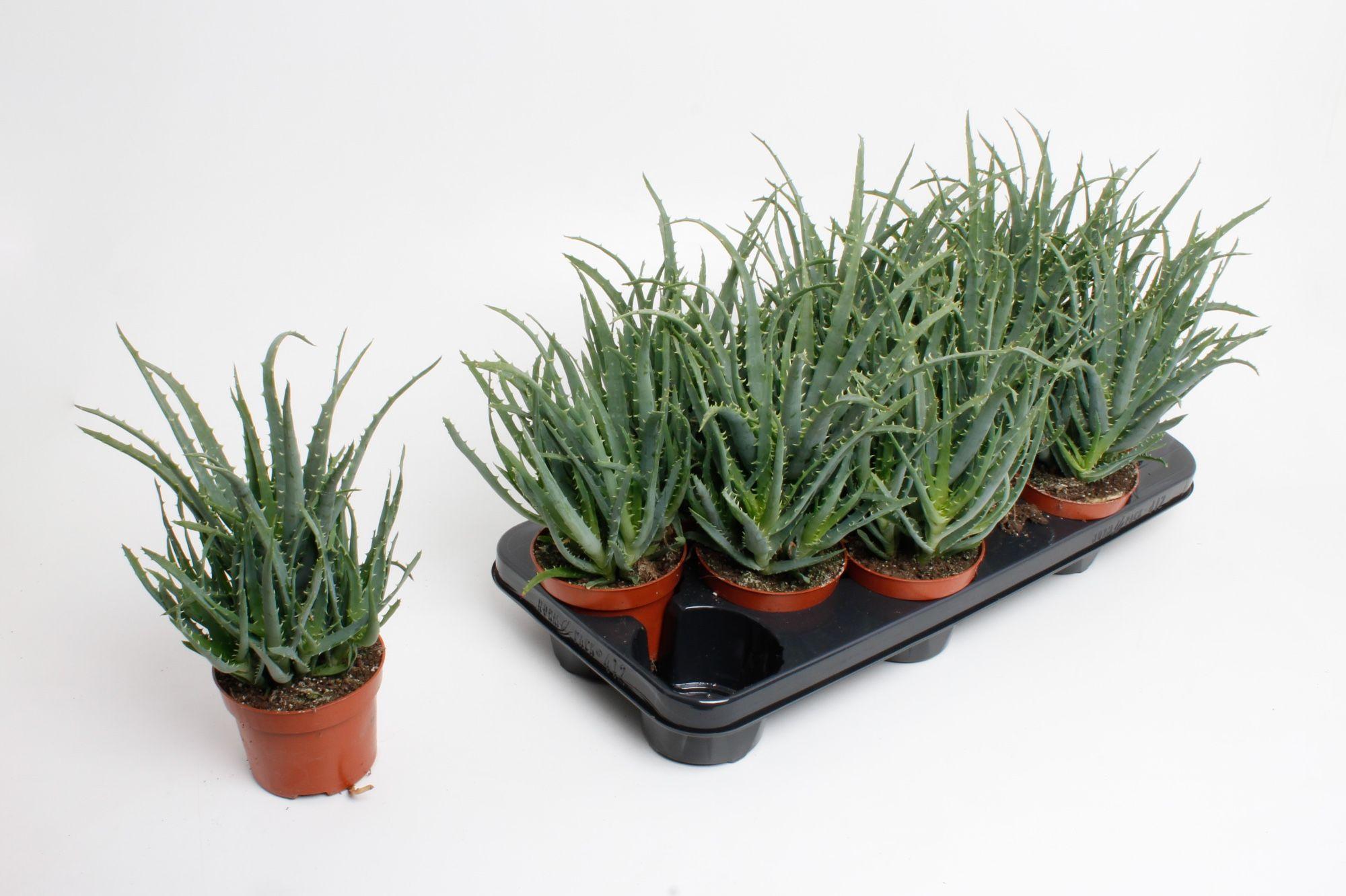 Горшечные цветы и растения оптом Aloe Arborescens от 12шт из Голландии с доставкой по России