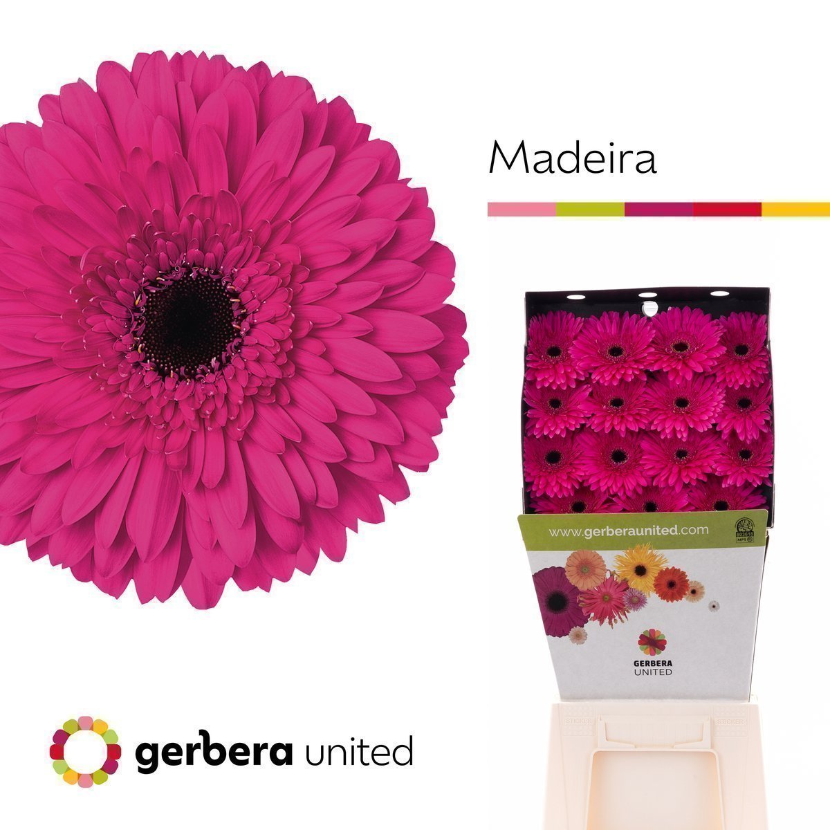 Срезанные цветы оптом Gerbera diamond madeira от 45шт из Голландии с доставкой по России
