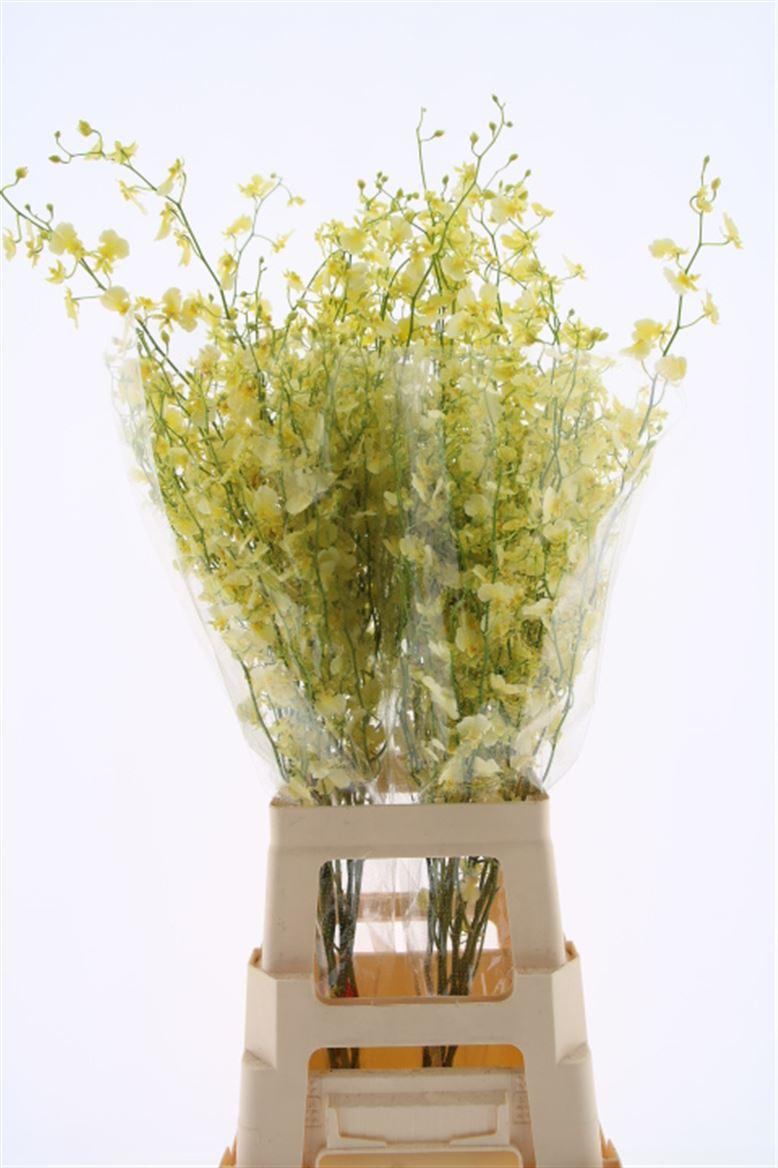 Срезанные цветы оптом Oncidium elena от 20шт из Голландии с доставкой по России