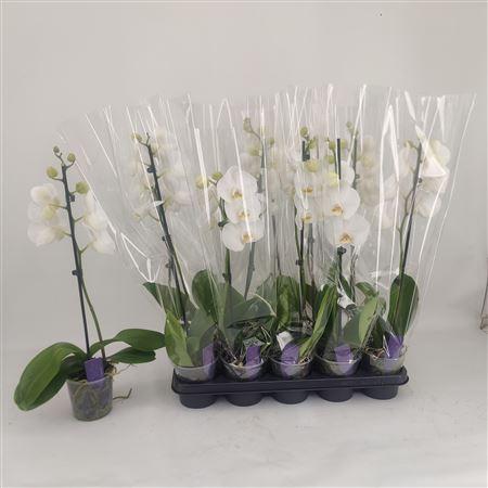 Горшечные цветы и растения оптом Phal Ov Wit 1 Branche 6+ * Spring Deal * от 10шт из Голландии с доставкой по России Горшечные цветы и растения оптом Phal Ov Wit 1 Branche 6+ * Spring Deal * от 10шт из Голландии с доставкой по России