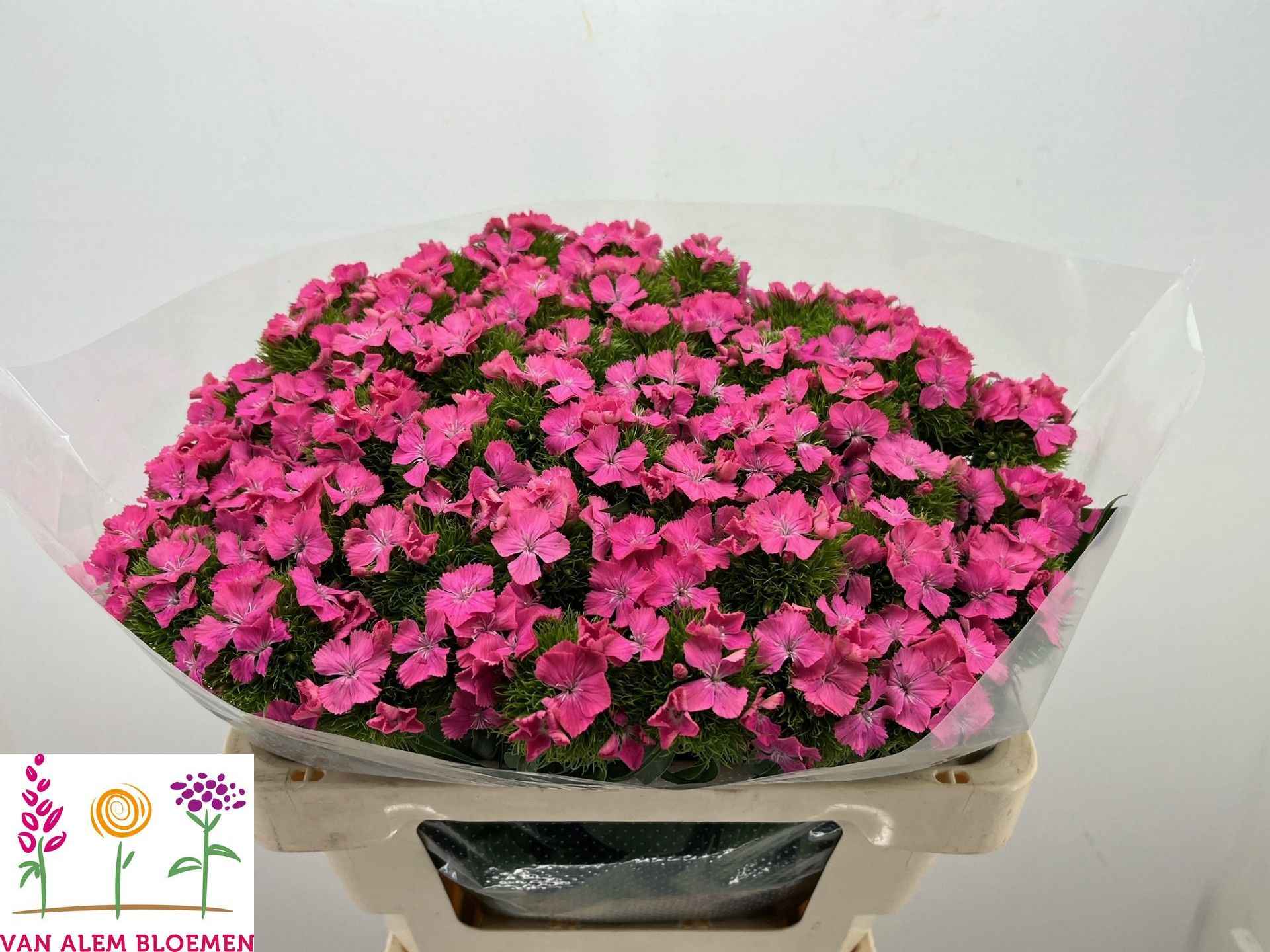 Срезанные цветы оптом Dianthus br sweet will pink от 50шт из Голландии с доставкой по России