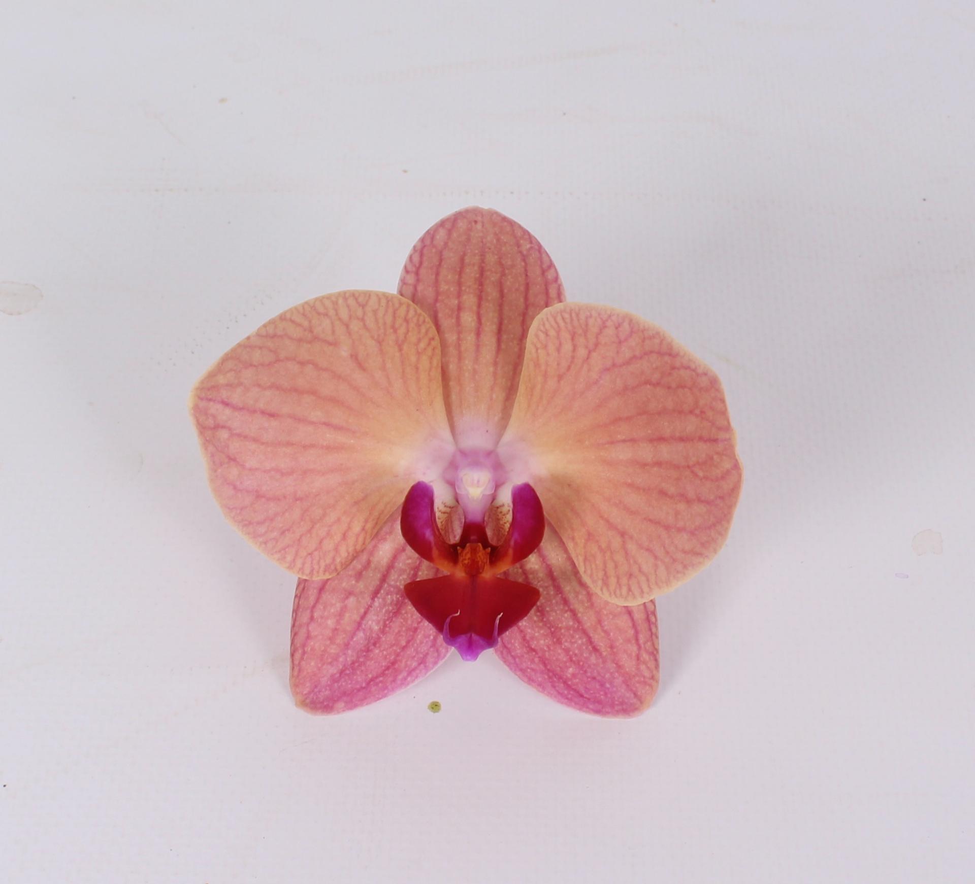 Срезанные цветы оптом Phalaenopsis ultimate brown (per flower) от 25шт из Голландии с доставкой по России