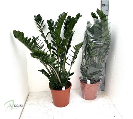 Горшечные цветы и растения оптом Zamio Zamiifolia 8+ P24 от 1шт из Голландии с доставкой по России