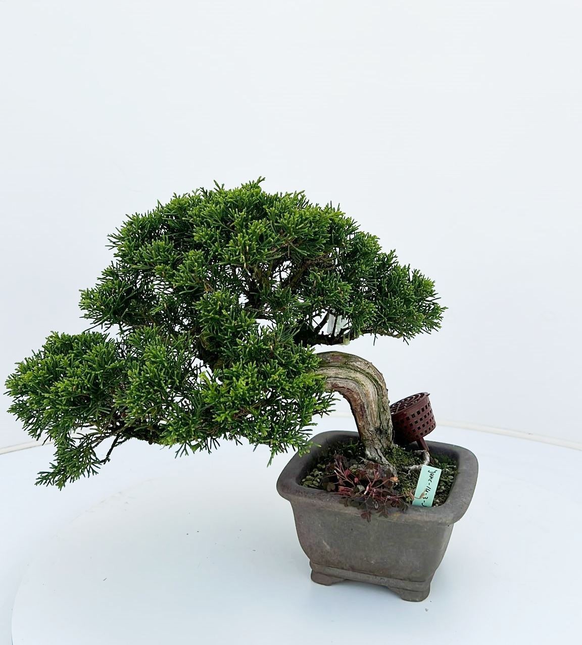 Горшечные цветы и растения оптом Juniperus Chinensis, 14cm., Height 30cm. (single I от 1шт из Голландии с доставкой по России