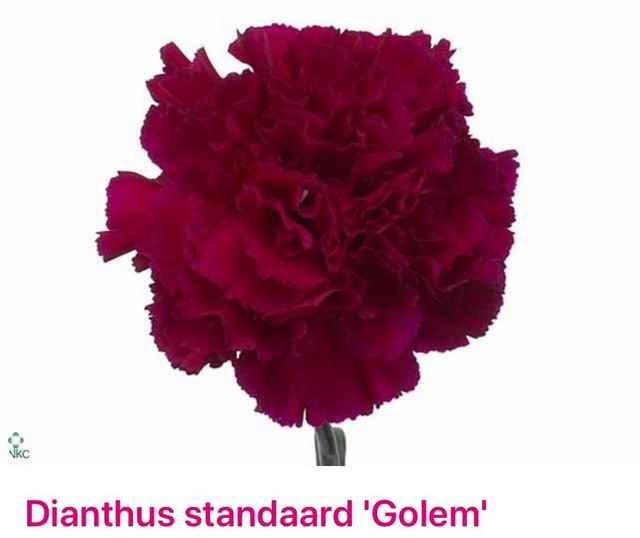 Срезанные цветы оптом Dianthus st golem от 160шт из Голландии с доставкой по России