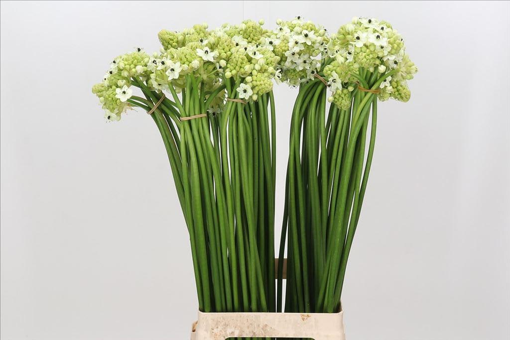 Срезанные цветы оптом Ornithogalum saundersiae от 100шт из Голландии с доставкой по России