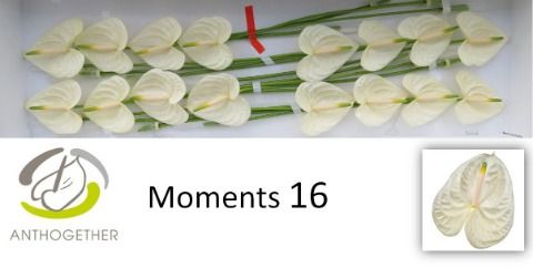Срезанные цветы оптом Anthurium moments от 16шт. из Голландии с доставкой по России