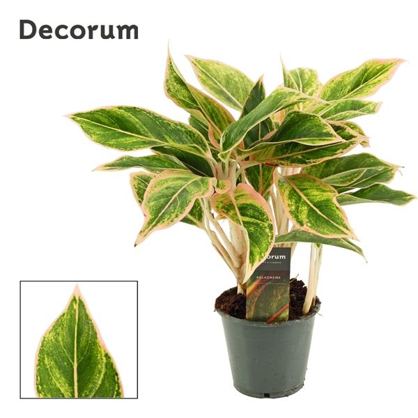 Горшечные цветы и растения оптом Aglaonema Lipstick Pink (decorum) от 10шт из Голландии с доставкой по России