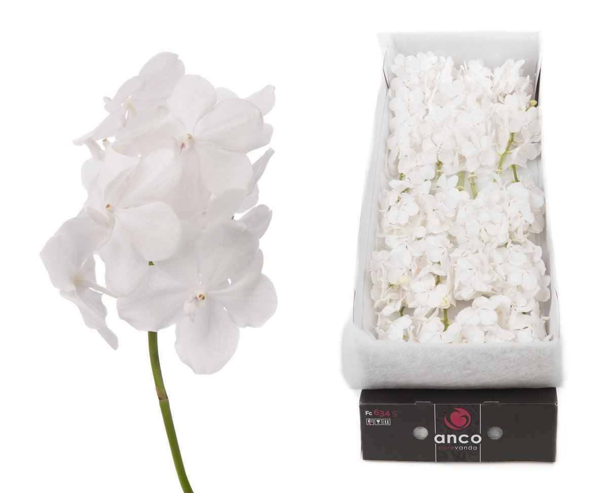 Срезанные цветы оптом Vanda tayanee diamond white per stem от 4шт. из Голландии с доставкой по России