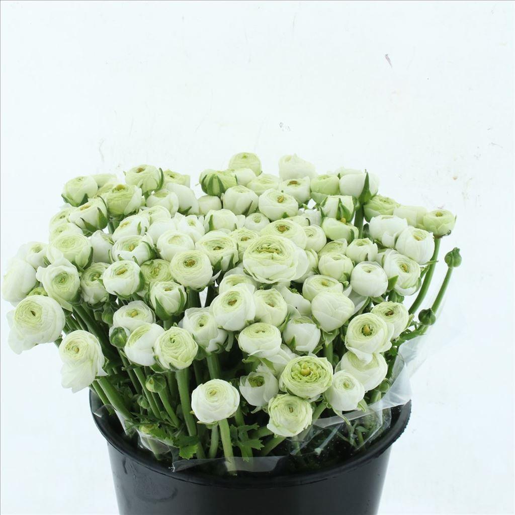 Срезанные цветы оптом Ranunculus elegance white от 100шт из Голландии с доставкой по России