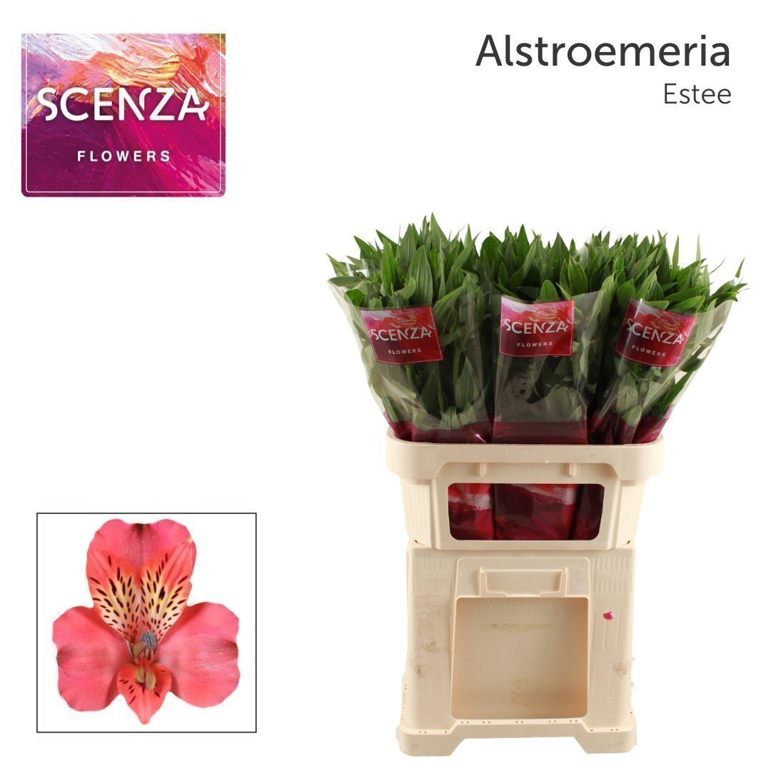 Срезанные цветы оптом Alstroemeria estee от 60шт.. из Голландии с доставкой по России