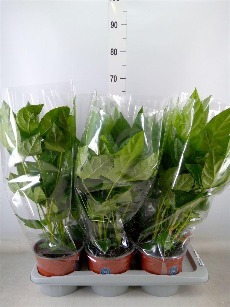 Горшечные цветы и растения оптом Fatsia Japonica   ... от 6шт из Голландии с доставкой по России