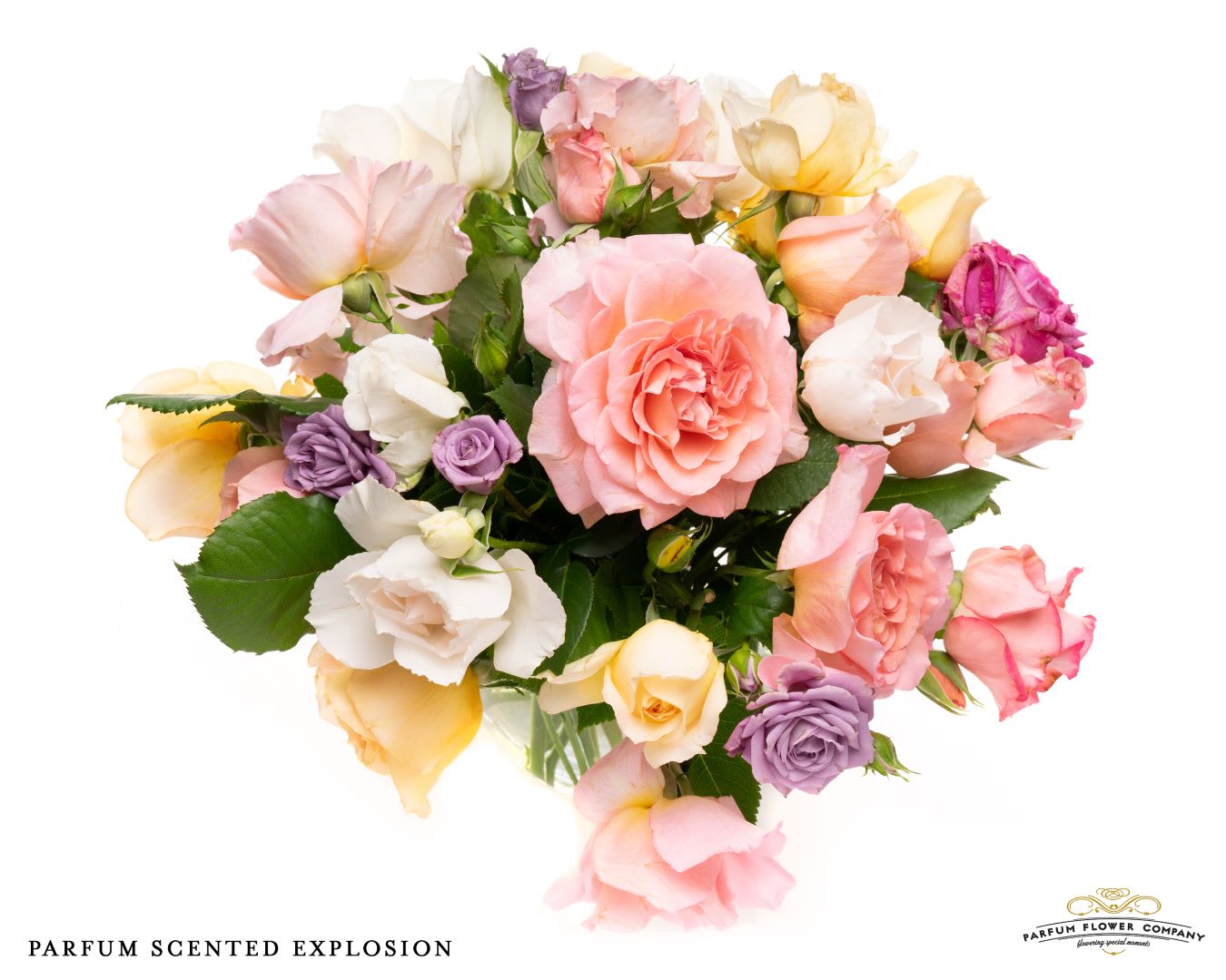Срезанные цветы оптом Rosa garden scented explosion от 24шт из Голландии с доставкой по России