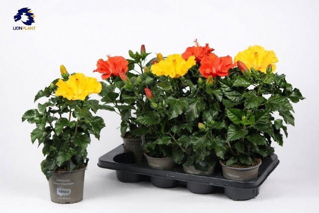 Горшечные цветы и растения оптом Hibis Gem от 8шт из Голландии с доставкой по России